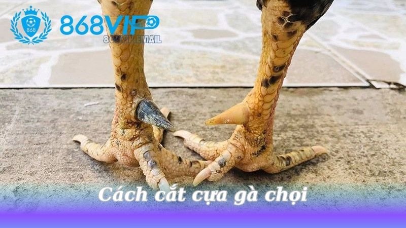 cach-cat-cua-ga-choi