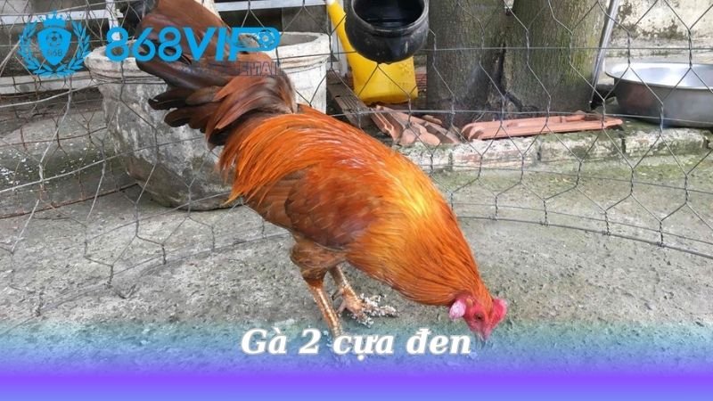 ga-2-cua-den
