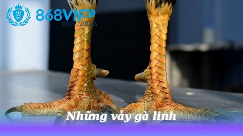 nhung-vay-ga-linh